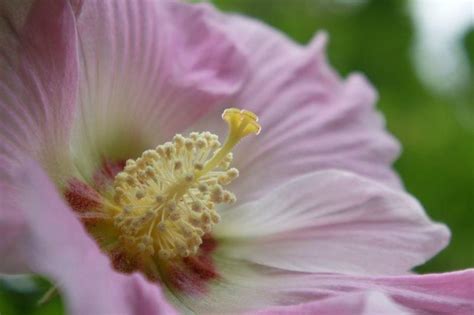 芙蓉用途|芙蓉（锦葵科木槿属植物）